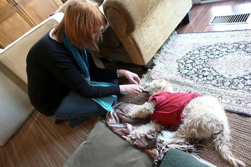 A compassionate woman kneeling on a rug to comfort a small dog in a red sweater, illustrating the intimacy and support provided during a home euthanasia visit.