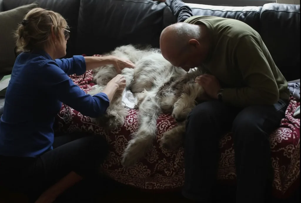 A veterinarian in a blue shirt and a grieving owner providing comfort to a large, fluffy dog resting on a patterned blanket during a peaceful in-home euthanasia session.