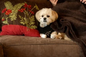 Small fluffy dog sitting on a couch next to decorative pillow and blanket indoors