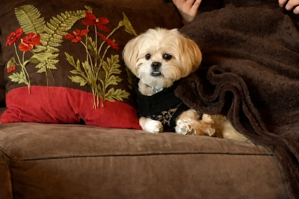 Small fluffy dog sitting on a couch next to decorative pillow and blanket indoors