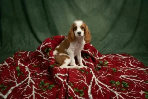Small brown and white puppy sitting on a red patterned blanket with green background