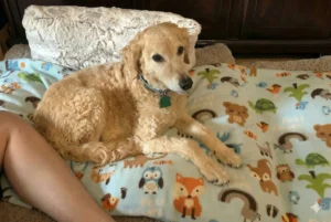 Small curly-haired dog resting on a colorful blanket indoors, representing comfort and emotional support when learning how to talk to kids about pet death.