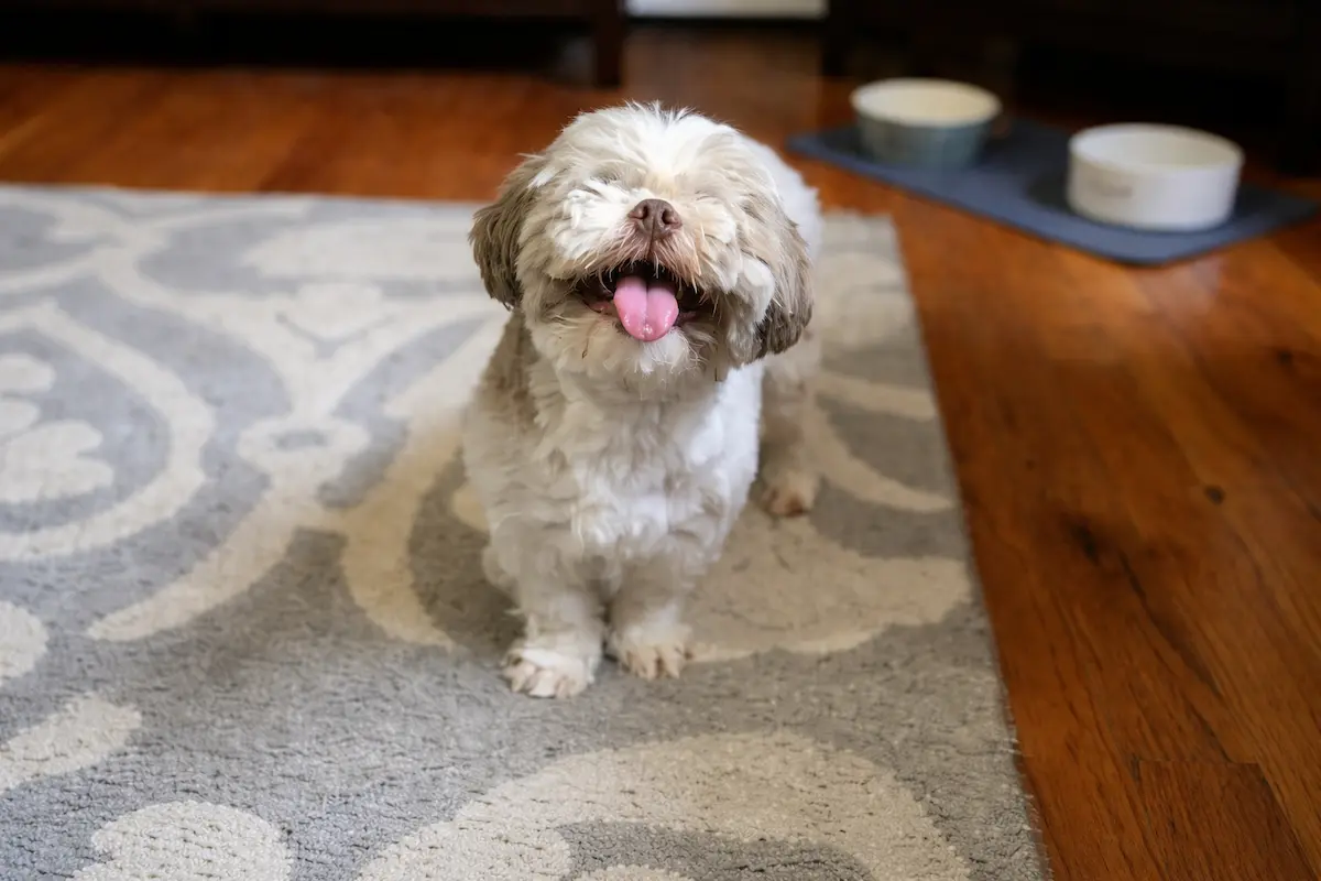 Small fluffy dog standing happily on a rug indoors, representing the emotional journey of knowing when it’s time to make end-of-life decisions for a beloved pet.